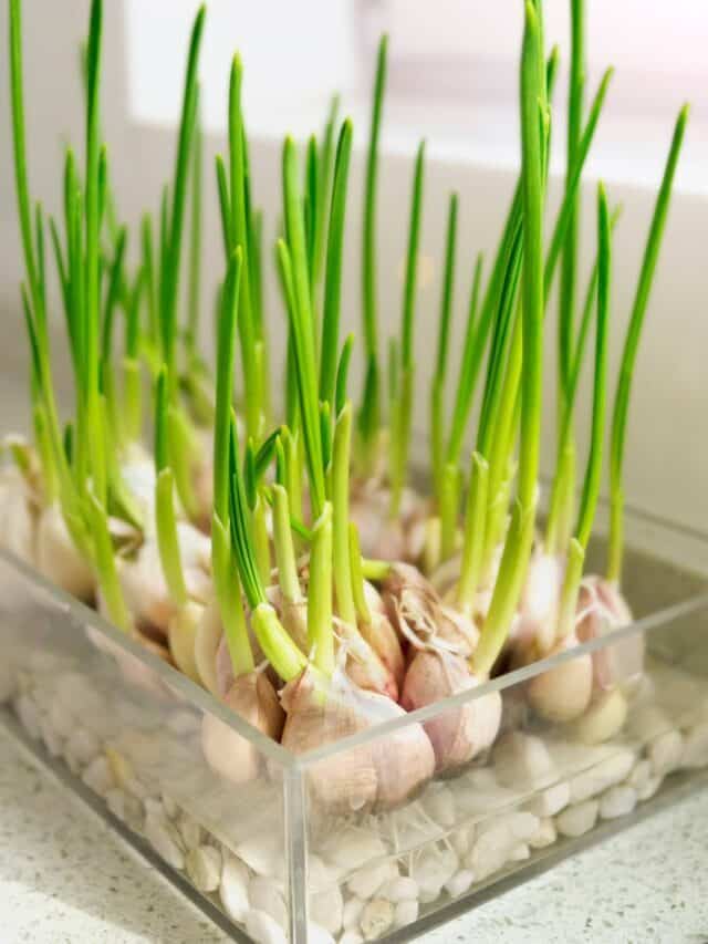 How to grow garlic easily