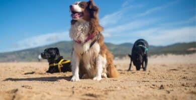 Caring for Pets at the Beach